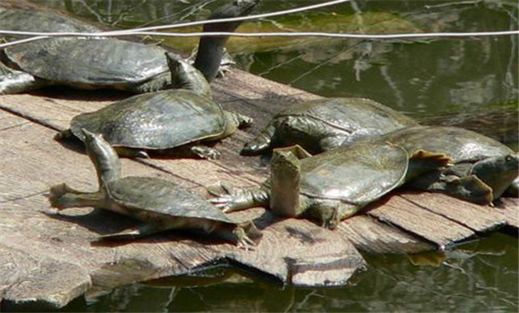 甲魚(yú)的主要品種有哪些