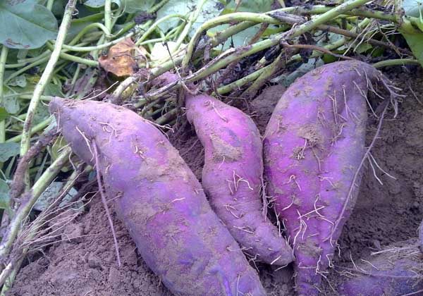 紫薯種植技術(shù)