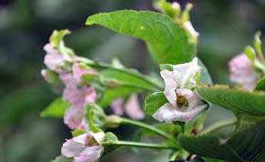 果樹(shù)種植技術(shù)