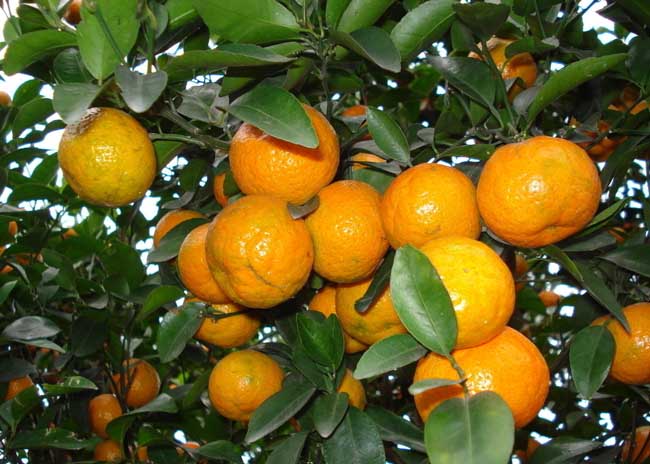 其他果樹(shù)種植技術(shù)