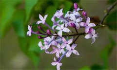 丁香花什么時(shí)候開花？丁香花的功效與作用