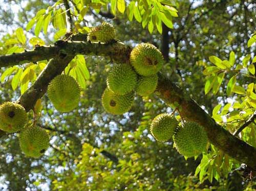 其他果樹種植技術