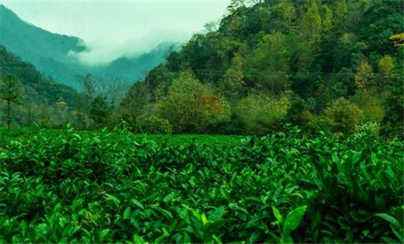 祁門紅茶的產地