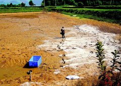怎樣用生石灰、漂白粉、茶枯和巴豆給魚塘消毒