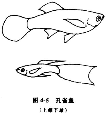 怎樣養(yǎng)孔雀魚(yú)？