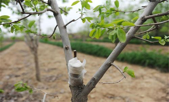 柿子樹(shù)怎樣嫁接與管理