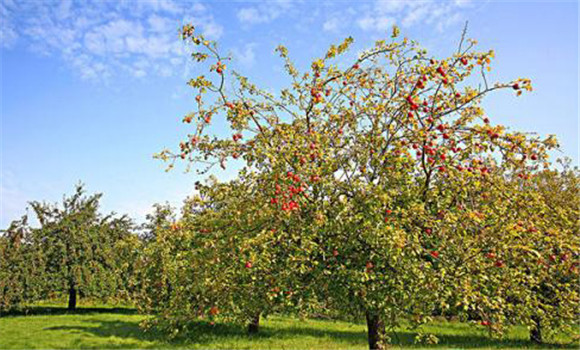 蘋果樹高產(chǎn)種植方法 蘋果樹種植技術(shù)規(guī)程