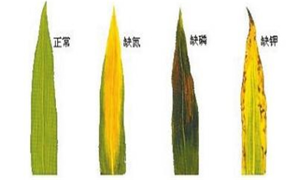 植物缺氮、磷、鉀元素時各有什么癥狀