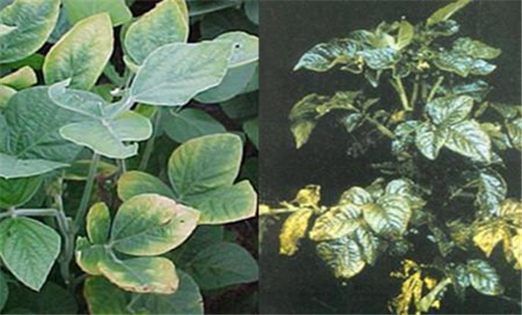 如何判斷植物缺少氮、磷、鉀元素