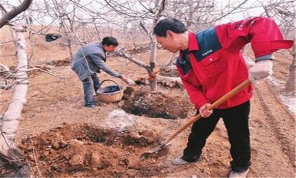 蘋果樹的施肥管理方法