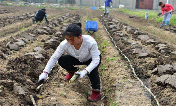 甘蔗施肥管理技術要點