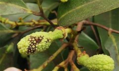 荔枝炭疽病的癥狀特征、防治方法及其發(fā)病規(guī)律