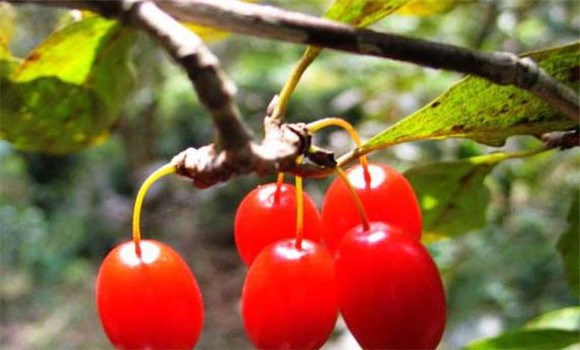 山茱萸種植技術(shù)