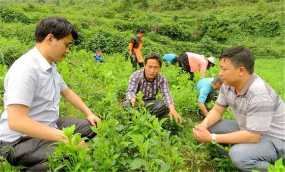 白術(shù)高效種植的幾個關(guān)鍵步驟