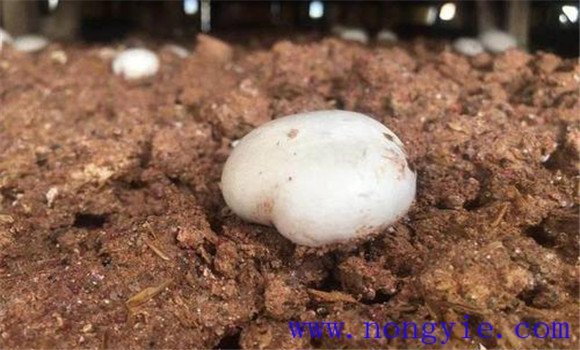 幾種雙孢菇病蟲(chóng)害防治方法