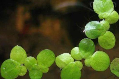 蟹池可種植的水草種類(lèi)