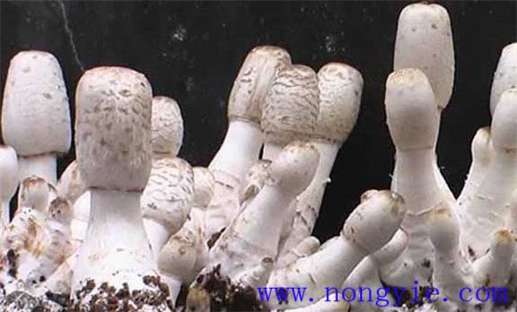 雞腿菇對(duì)營養(yǎng)條件的要求