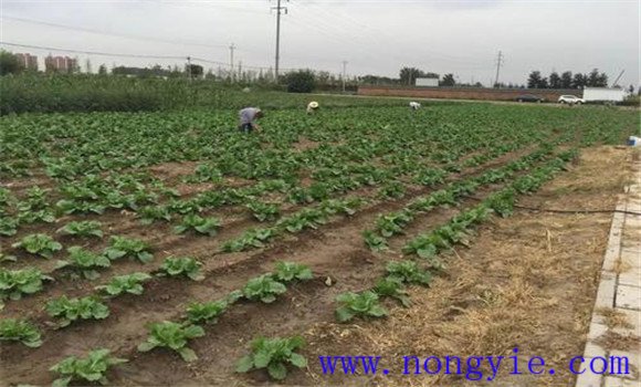 大白菜的間苗、除草
