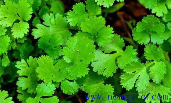 怎樣種芫荽，種芫荽的方法