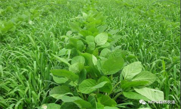 大豆化學除草技術(shù)要注意三點