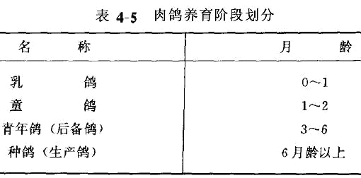 肉鴿管理技術