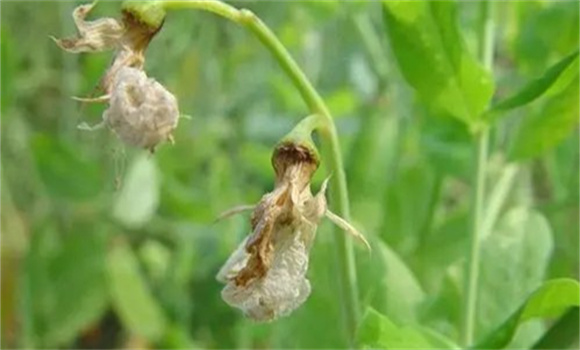 豌豆芽枯病的癥狀表現(xiàn)