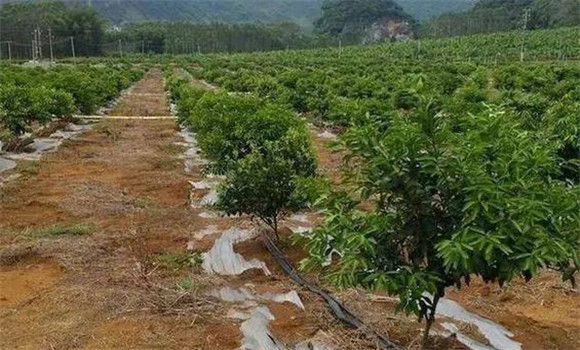 柑橘的土、肥、水管理