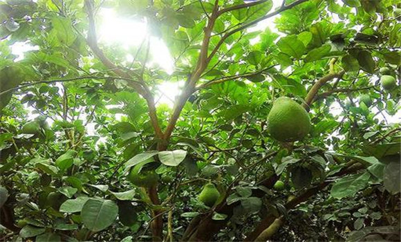 花期、幼果期適量肥水和溫度