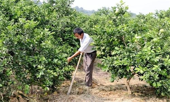 擴(kuò)穴改土，搞好肥水管理
