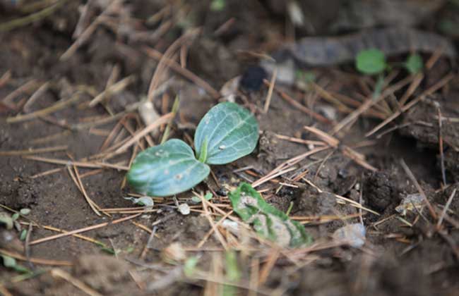 南瓜種植技術