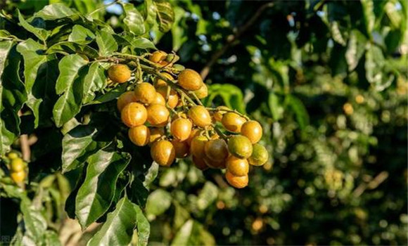 黃皮如何疏花、疏果、保果
