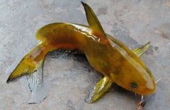 黃顙魚的種類（品種）有哪些？