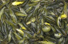 黃顙魚的市場參考價格，黃顙魚的選購方法