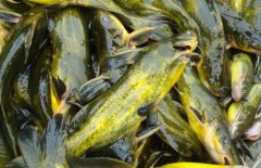 黃顙魚的營養(yǎng)價值、醫(yī)療功效與適宜人群簡介