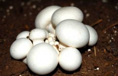 口蘑、香菇、草菇的區(qū)別