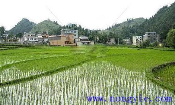 搶茬精播，穩(wěn)過立苗關(guān)