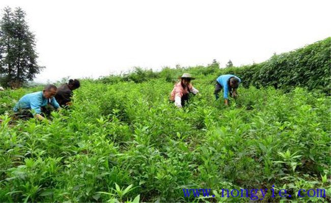 白術種植技術要點