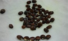 早春大棚西瓜種植之浸種、催芽方法