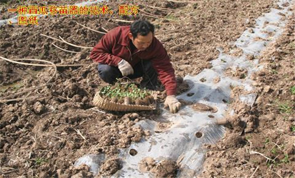 放苗、間苗、補(bǔ)苗