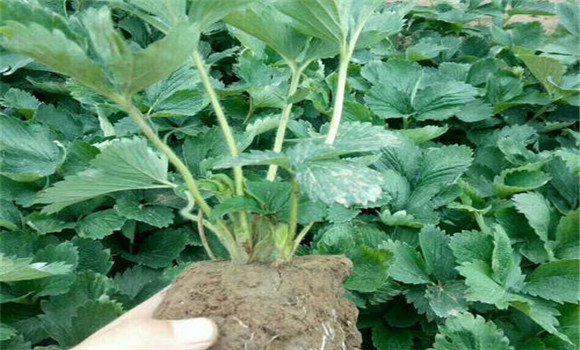 怎樣起草莓苗，如何包裝運(yùn)輸和貯藏