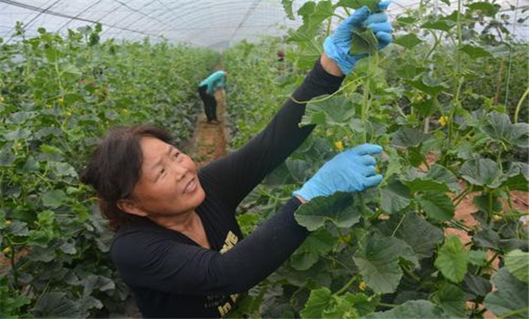 大棚香甜瓜的的整枝、抹叉