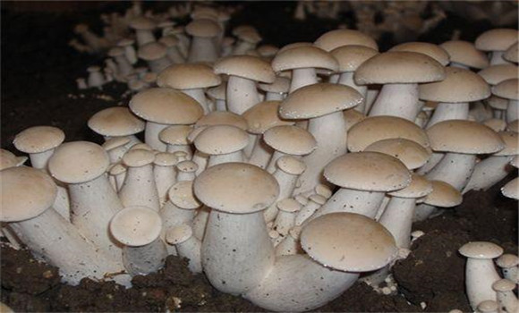 福菇肽有哪些作用，怎樣施用