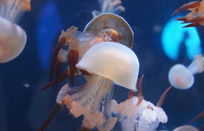 海蜇能蜇死人嗎？