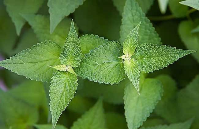 中藥材種植指南網(wǎng)