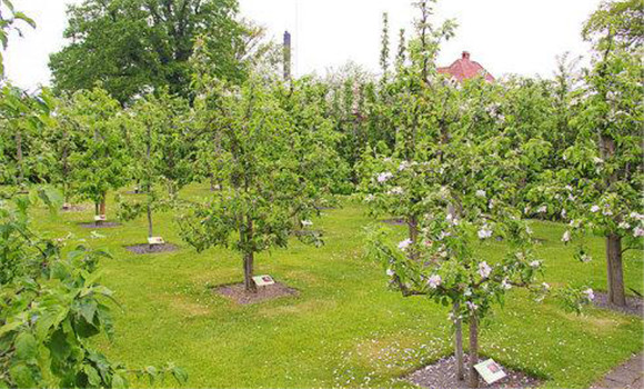 防止夏、秋季開花的措施