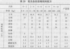 用草料養(yǎng)殖鴕鳥(niǎo)的方法