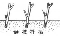 如何繁殖黑豆果 黑豆果硬枝扦插、綠枝扦插方法