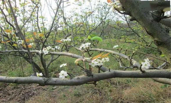 果樹(shù)秋季開(kāi)花的防治措施