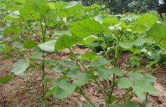 棉花病蟲害有哪些 棉花病蟲害防治技術(shù)要點