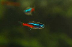 霓虹燈魚(yú)怎么養(yǎng)？霓虹燈魚(yú)形態(tài)特征